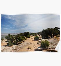 Joshua Trees Poster