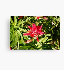Castilleja Leinwanddruck