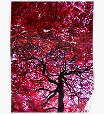 Under the Red Maple Poster