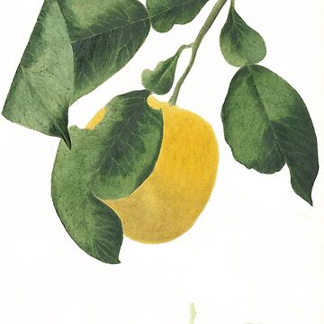 Artwork thumbnail, Lemon watercolour by anni103