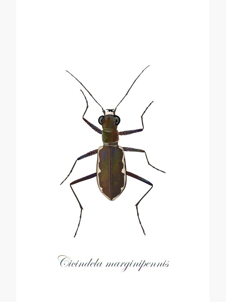 Cobblestone tiger beetle, Cicindela marginipennis by thevexedmuddler