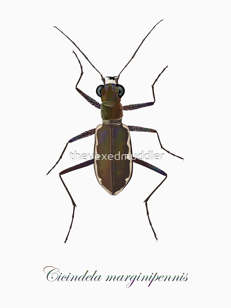 Cobblestone tiger beetle, Cicindela marginipennis by thevexedmuddler