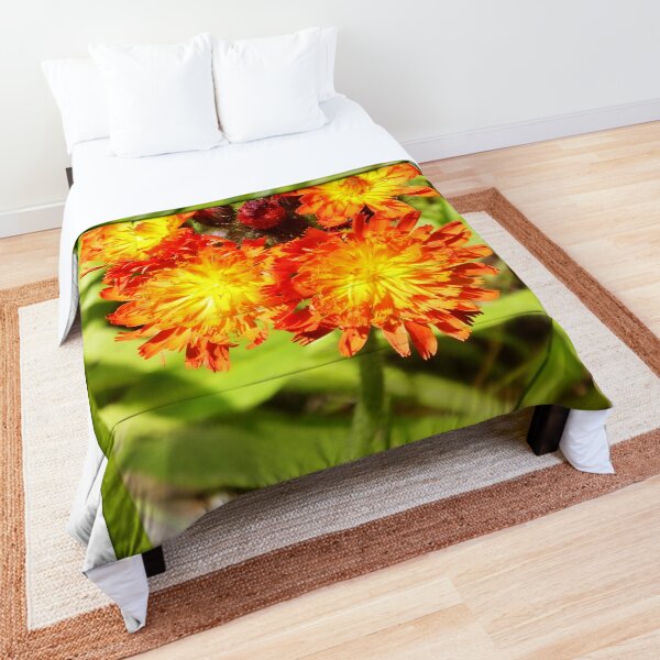 Hawkweed Comforter