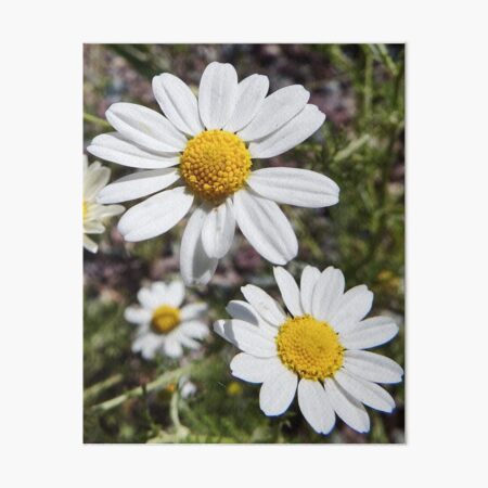 Mayweed wildflower Art Board Print