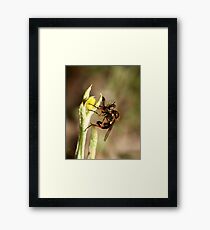 Punked Framed Print