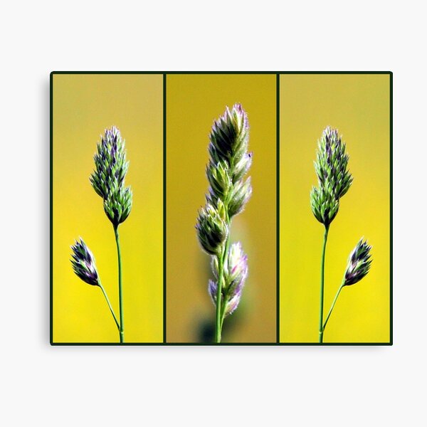 Three's Company Canvas Print