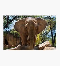 Elephant Portrait Photographic Print