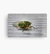 Cicada in HDR Canvas Print