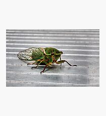 Cicada in HDR Photographic Print