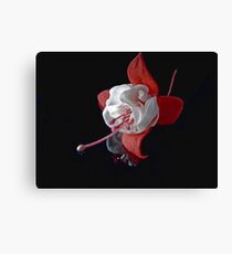 Fuchsia Canvas Print