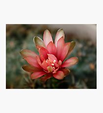 Cactus Flower Photographic Print