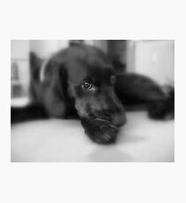 Dog portrait Photographic Print