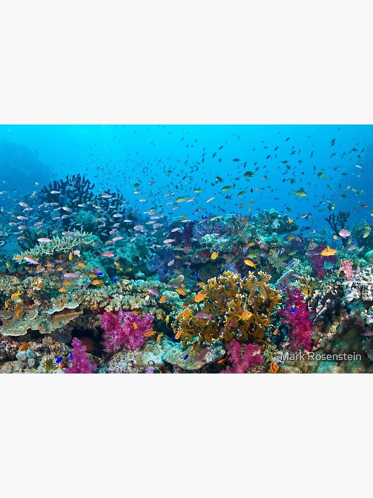 Fantasea Reef by maractwin