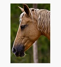 Horse Photographic Print