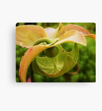 Hint of peach Canvas Print