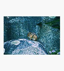 Curious Chipmunk Photographic Print