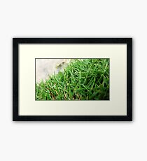 Spike Framed Print