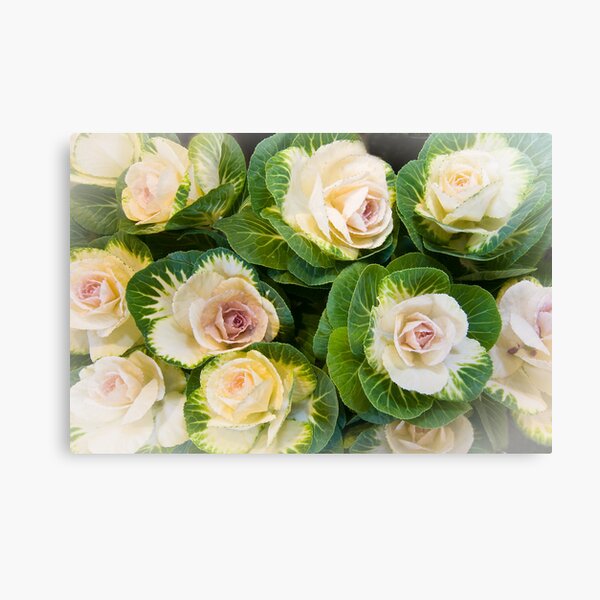 Flowering Kale Bouquet Canvas Print