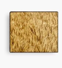 ~ Aussie Gold ~ Metal Print