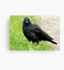 Jackdaw Canvas Print