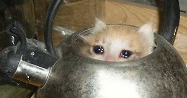 cat in the kettle meme cat in the kettle meme