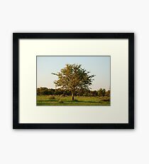 madikwe tree, south africa Framed Print