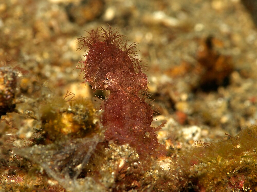 “rare hairy octopus in Lembeh straits” by spyderdesign | Redbubble