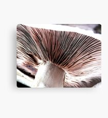 Underneath a field mushroom Metal Print