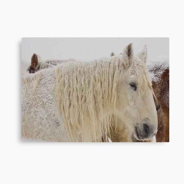 Knight of Dreams First Snow Canvas Print
