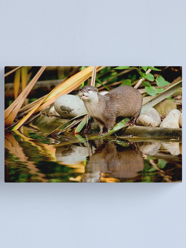 Alternate view of Oriental Small-clawed Otter Canvas Print