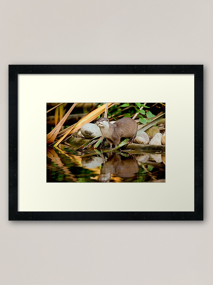 Alternate view of Oriental Small-clawed Otter Framed Art Print