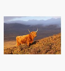 Highland Cattle Landscape Photographic Print