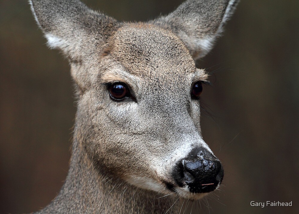 "Doe A Deer A Female Deer......." by Gary Fairhead Redbubble