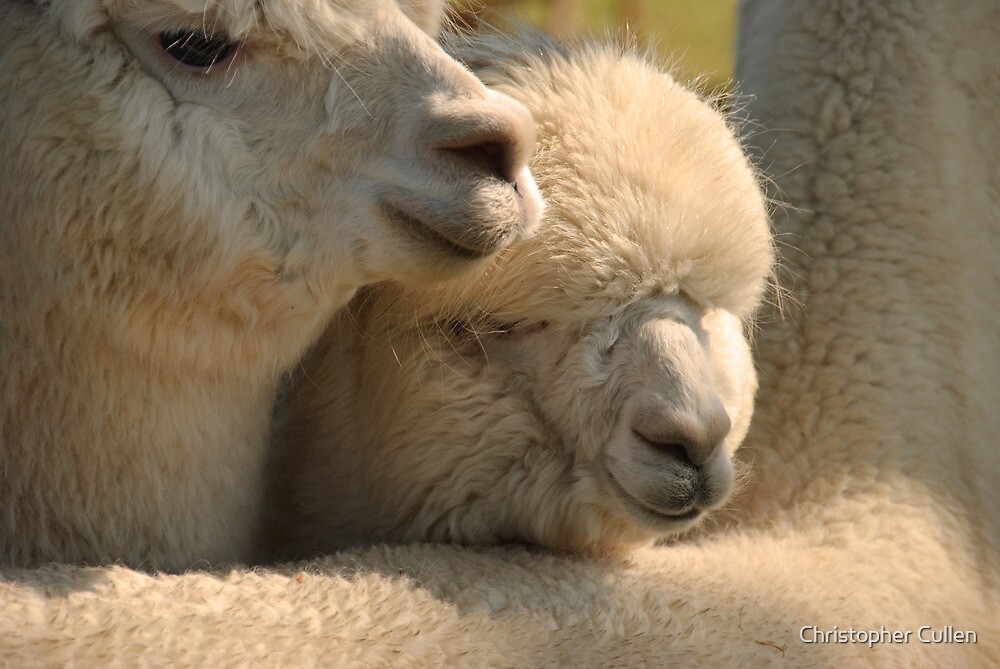 cuddle barn llama llama