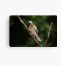 Laughing Dove Canvas Print