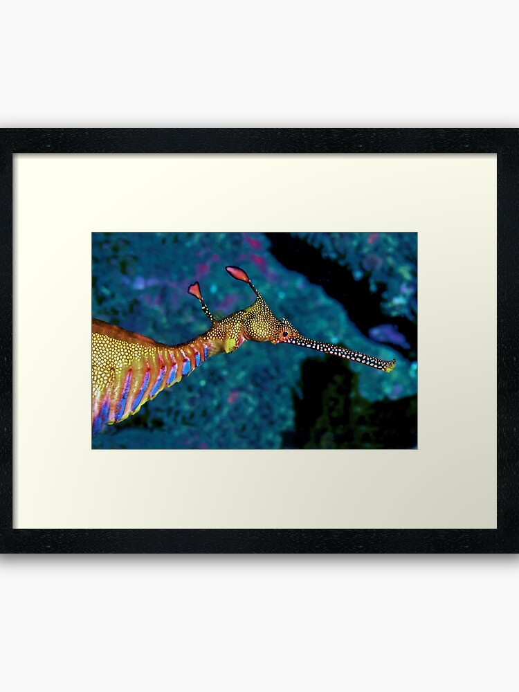 Weedy Sea Dragon Framed Art Print By Melissaf84 Redbubble