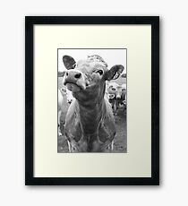 Inquisitive Cow Framed Print