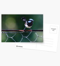Blue Wren Postcards