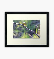 Spider web art Framed Print