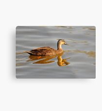 Pacific Black Duck (Anas superciliosa) Metal Print