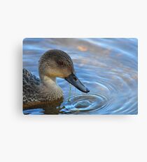 Grey Teal (Anas gracilis) Metal Print