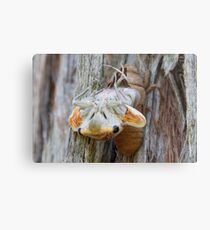 Cicada hatching Metal Print