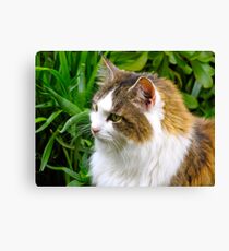 Puss Puss returns... Canvas Print