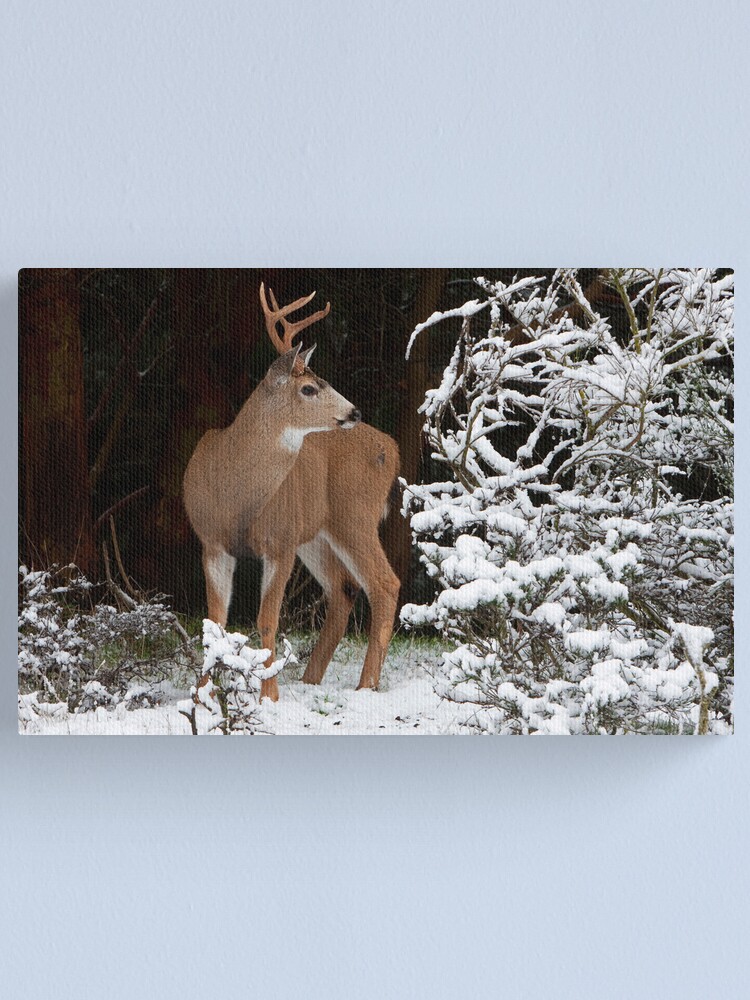 Alternate view of First Snow Canvas Print