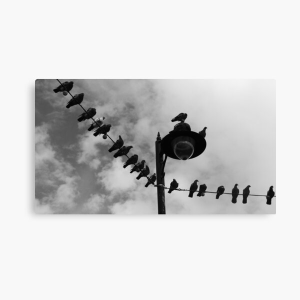 Pigeon Parade Canvas Print