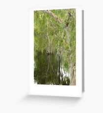 FLOODED FOREST NSW Greeting Card
