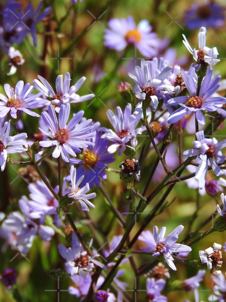 Purple Daisy's by MyWalledlife