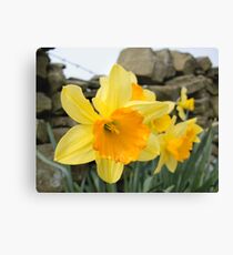 Spring Arrives! Canvas Print