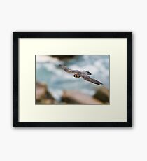 Peregrine Falcon 2 - Niagara Falls Ontario, Canada Framed Print