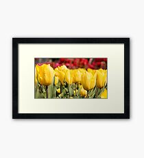 Yellow Tulips Framed Print